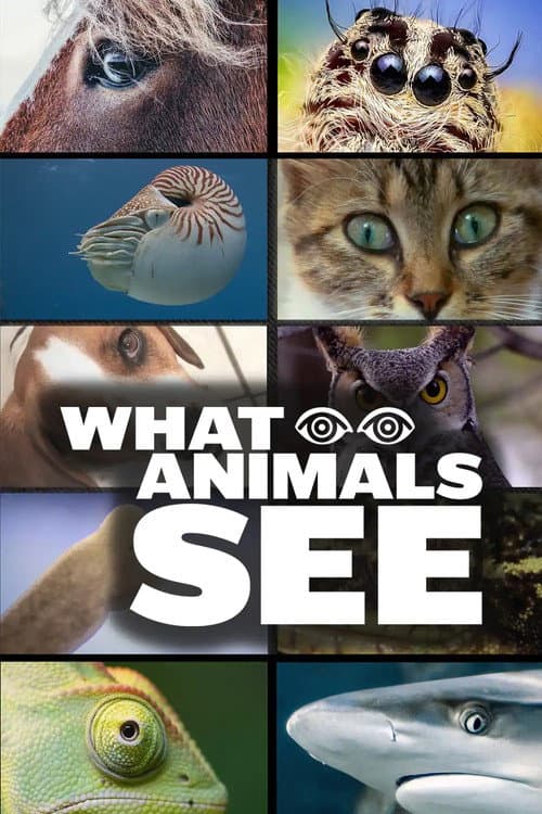What Animals See afişi