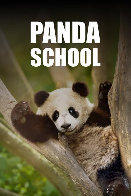 Panda School afişi