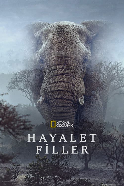 Hayalet Filler afişi