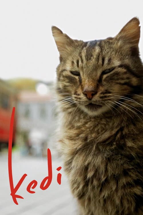Kedi afişi