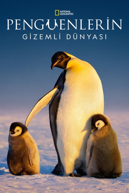Penguenlerin Gizemli Dünyası afişi