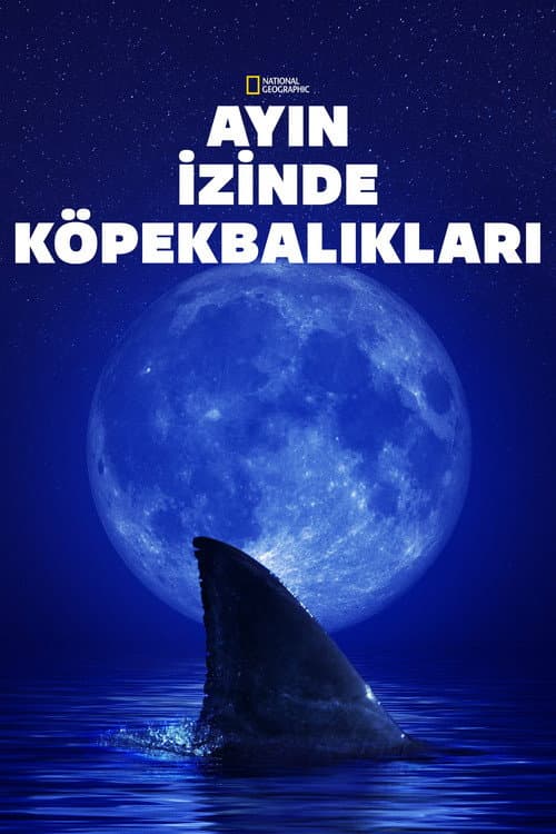 Ayın İzinde Köpekbalıkları afişi