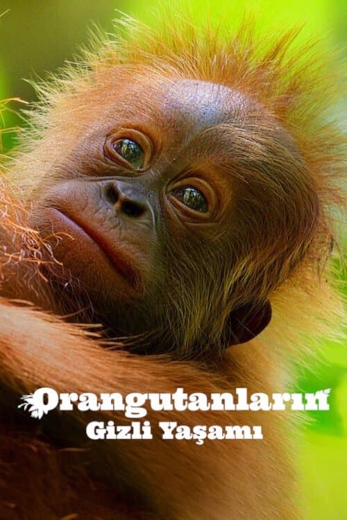 Orangutanların Gizli Yaşamı afişi