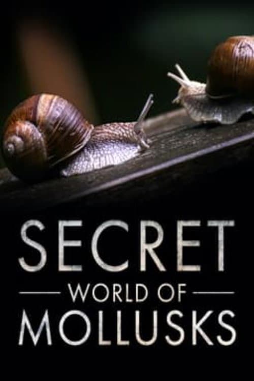 Secret World of Mollusks afişi