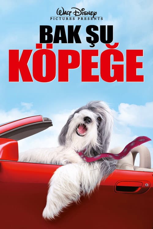 Bak Şu Köpeğe afişi