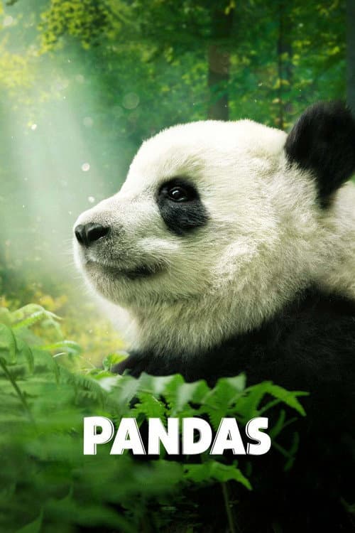 Pandas afişi