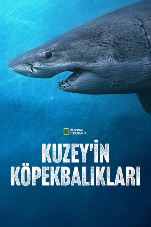 Kuzey'in Köpekbalıkları afişi