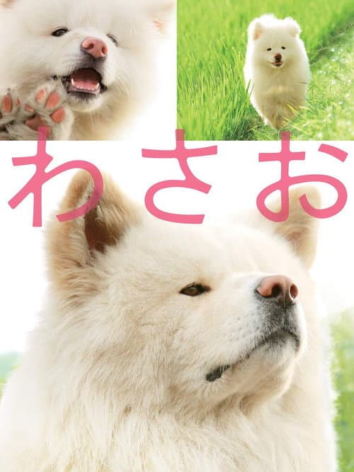 わさお afişi
