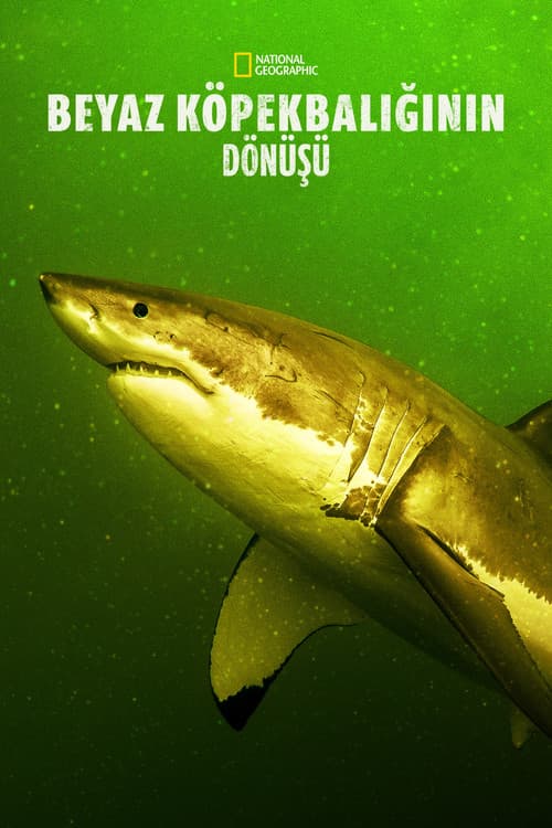 Beyaz Köpekbalığının Dönüşü afişi