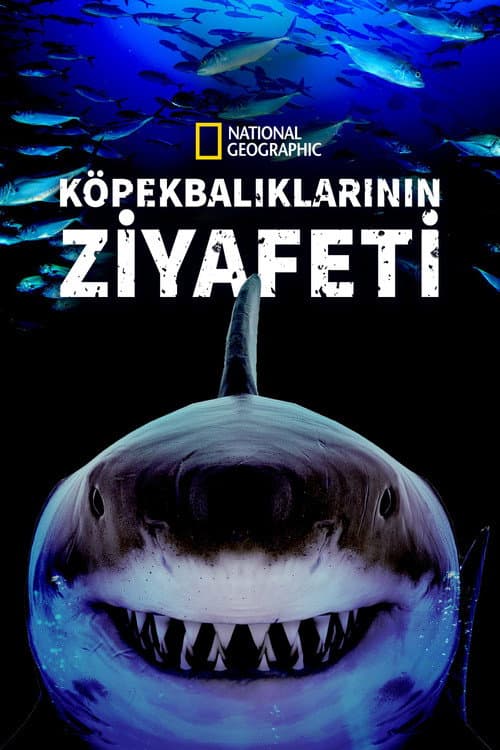 Köpekbalıklarının Ziyafeti afişi