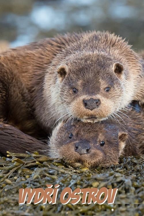 L'île aux loutres, une affaire de famille afişi