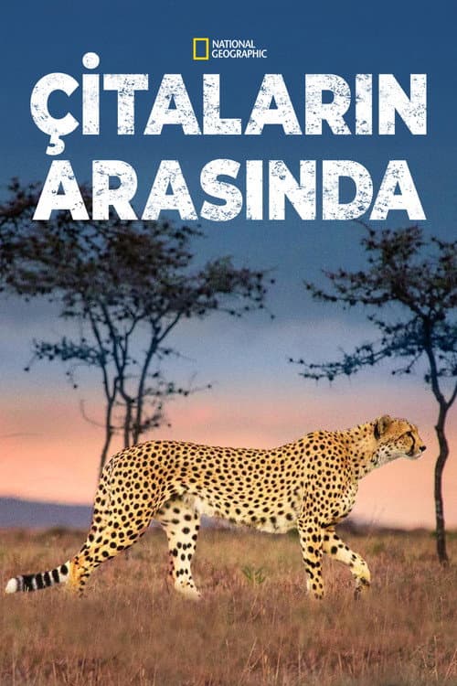 Çitaların Arasında afişi