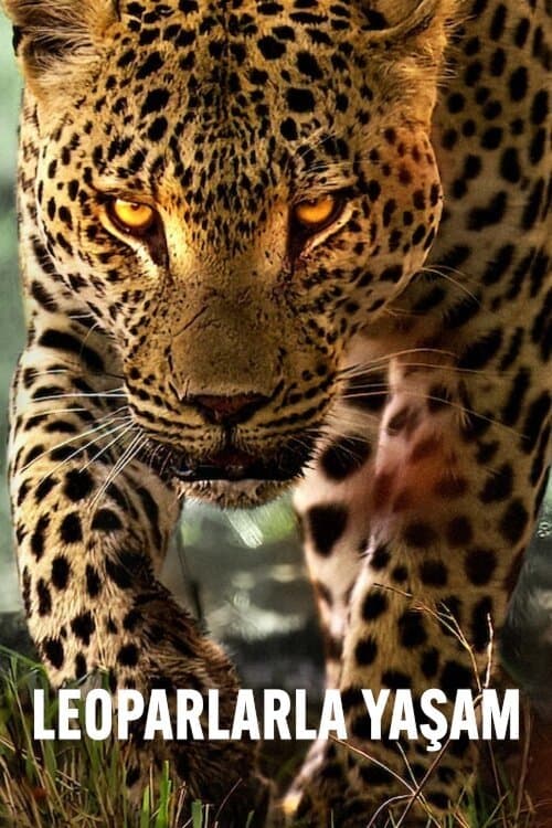 Leoparlarla Yaşam afişi