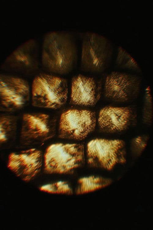 La mue afişi
