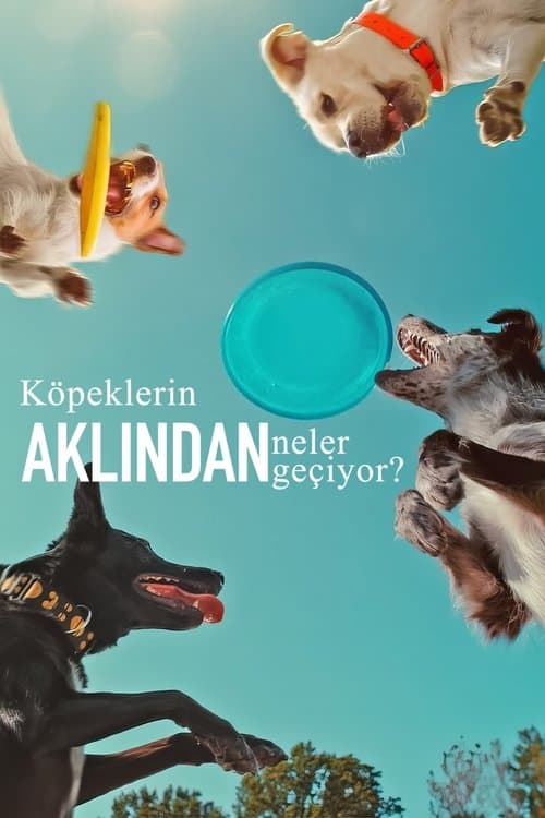 Köpeklerin Aklından Neler Geçiyor? afişi