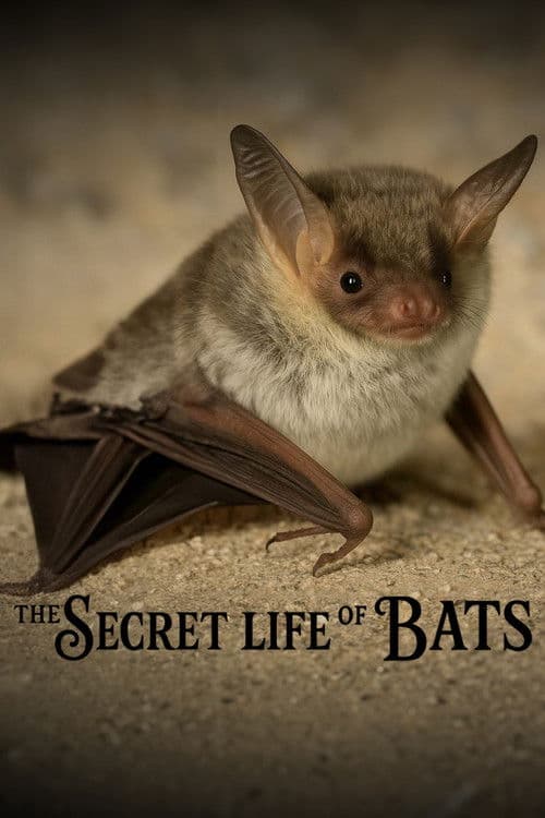 The Secret Life of Bats afişi