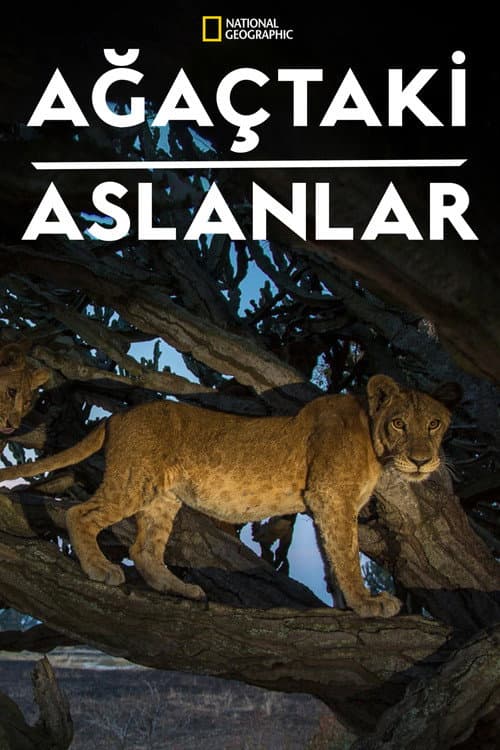 Ağaçtaki Aslanlar afişi
