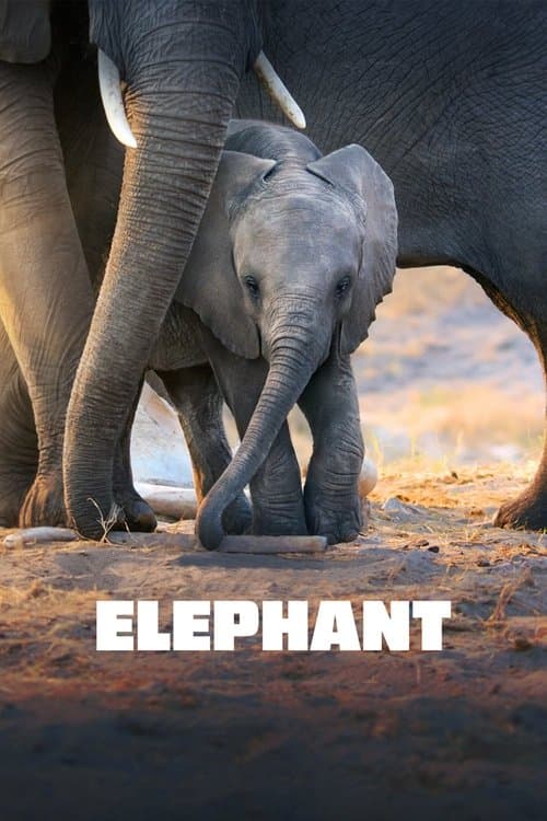 Elephant afişi