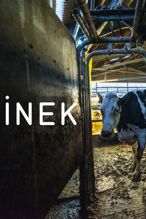 İnek afişi