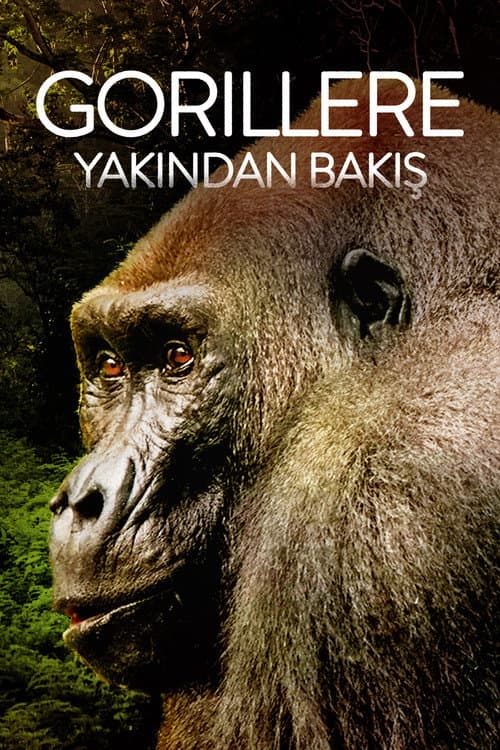Gorillere Yakından Bakış afişi