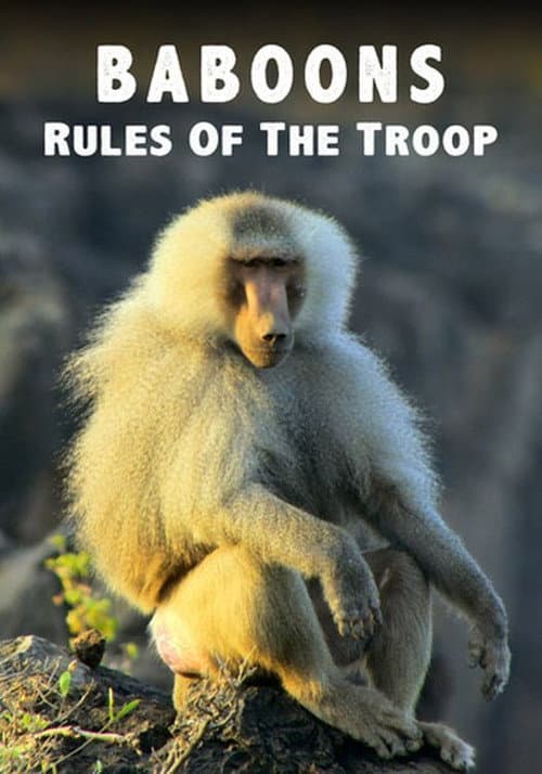 Baboons: Rules of the Troop afişi