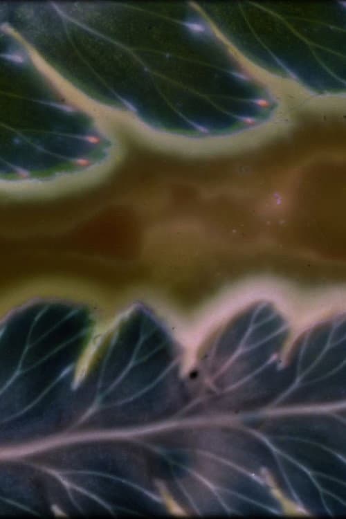 Phytophonics afişi